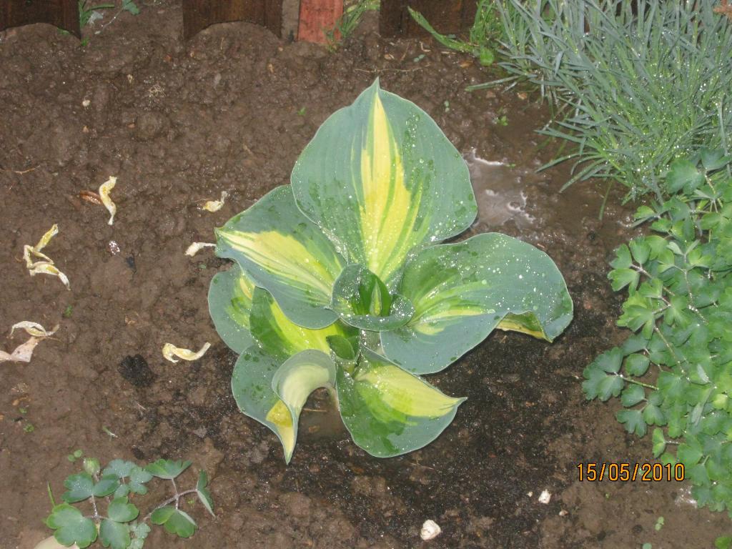 хоста Dream Queen . природная