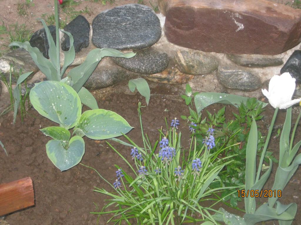 хоста Frances Williams. природная