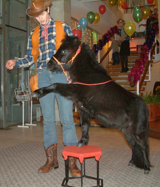 мини-лошадь. Дрессированные животные