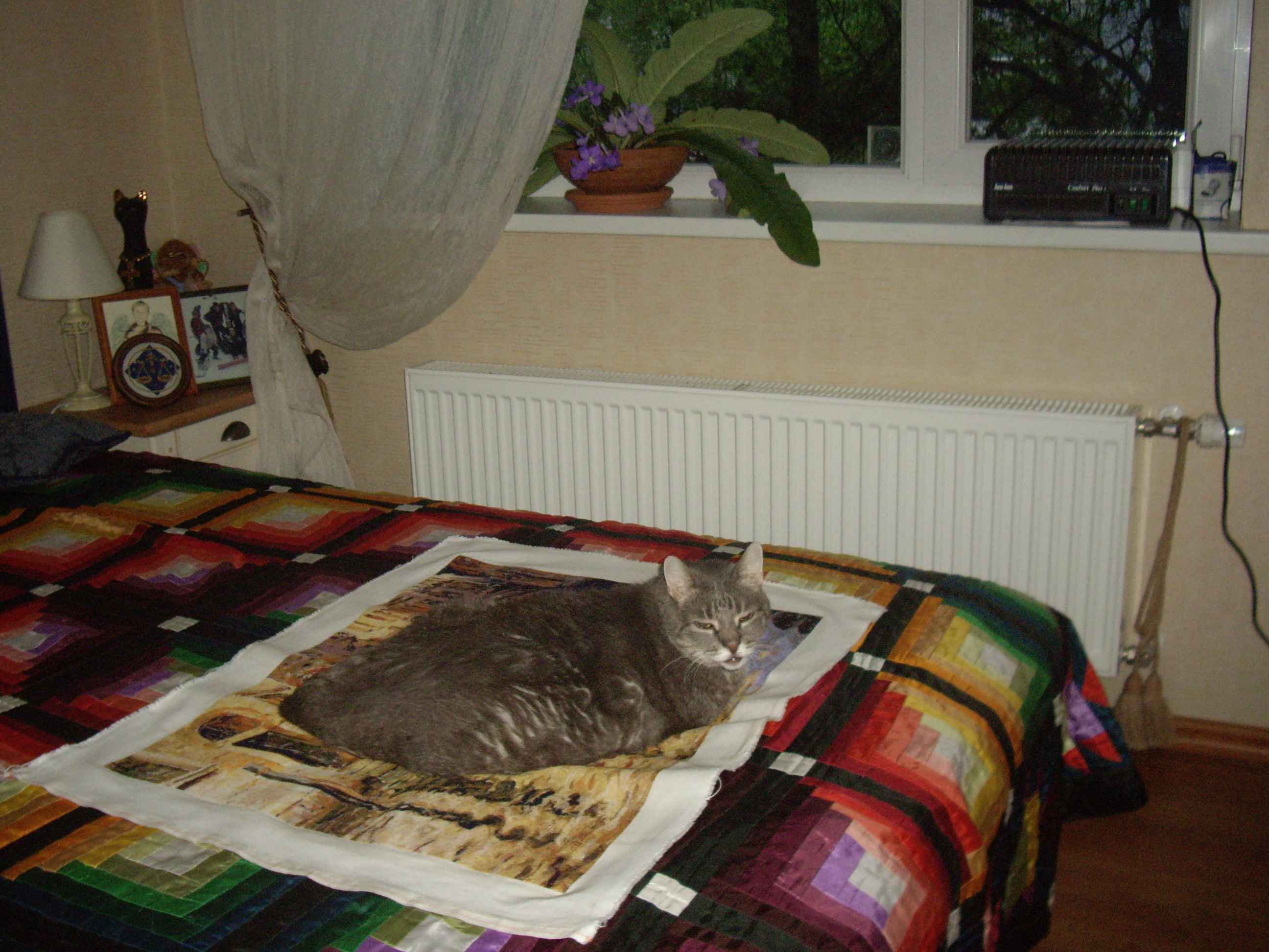 Кот тестирует свежепоглаженную работу. В работе