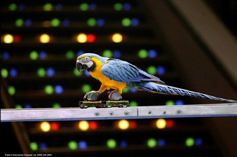 Попугаи 2. Дрессированные животные