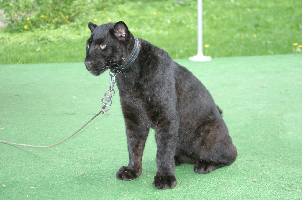 Пантера. Дрессированные животные