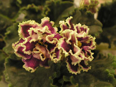 Каменный цветок, . Фиалки