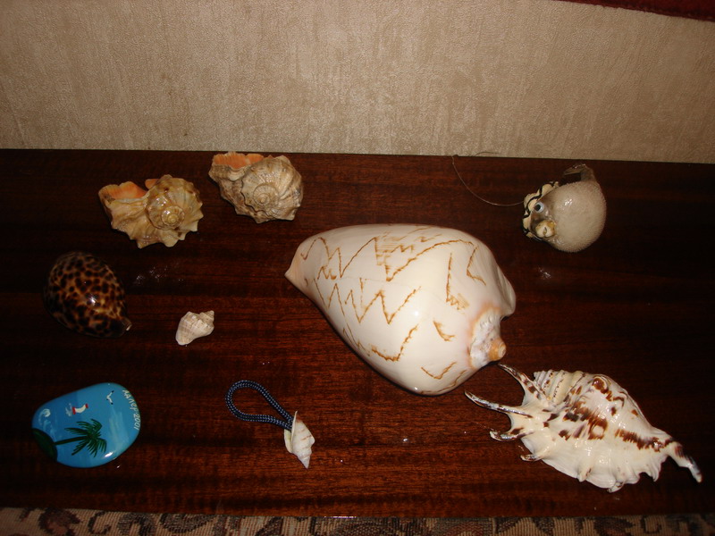 Ракушки. Разности