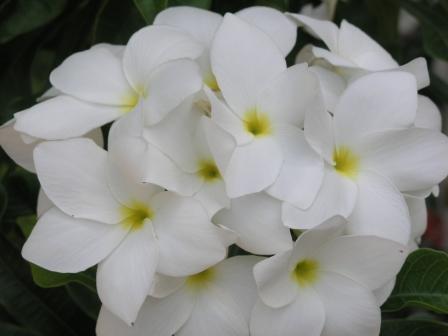 фрукты, цветы