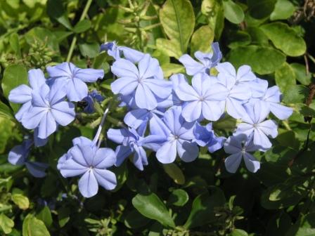 фрукты, цветы