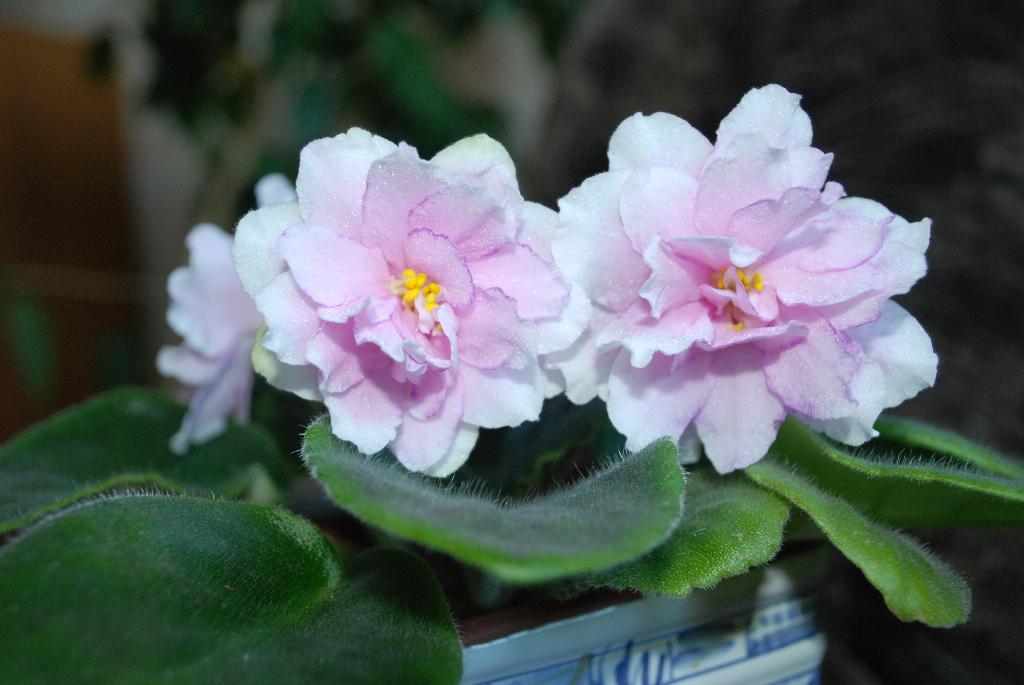 King's Ransom (Sorano). Фиалки