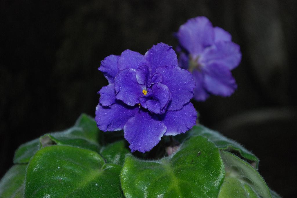 край обведен тонкой темной каймой,. Фиалки