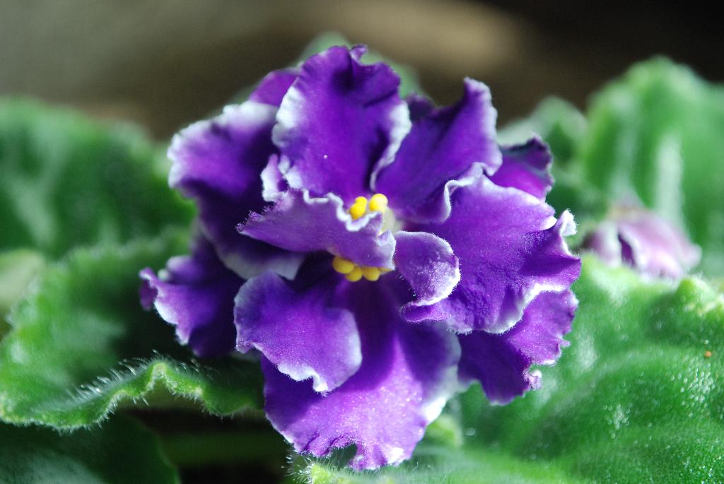 она же. Фиалки