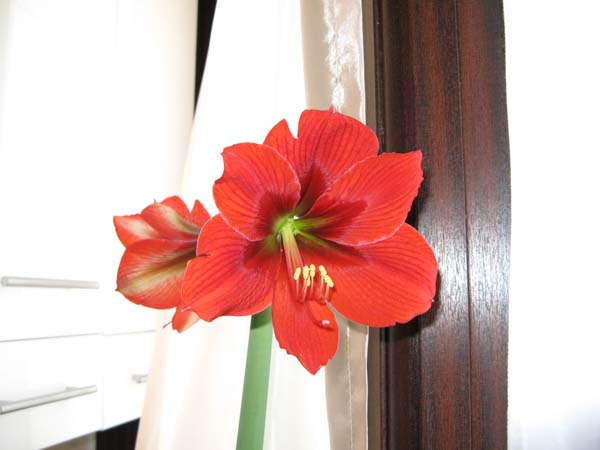 Гиппиаструм. гиппиаструм