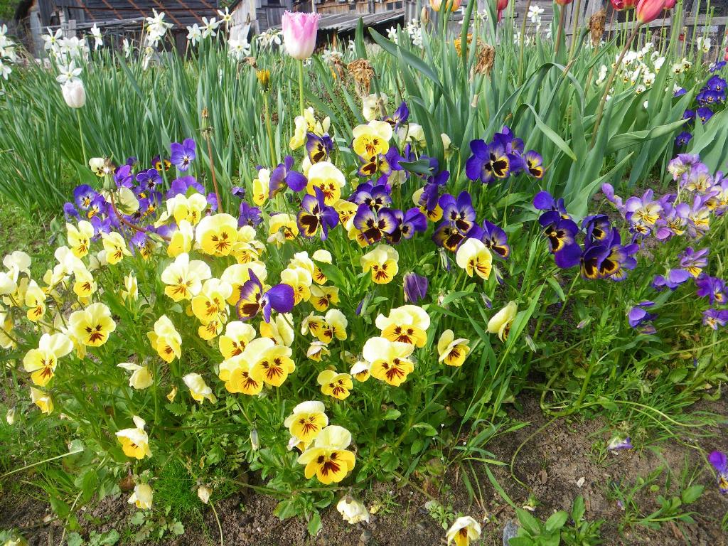 анютины глазки