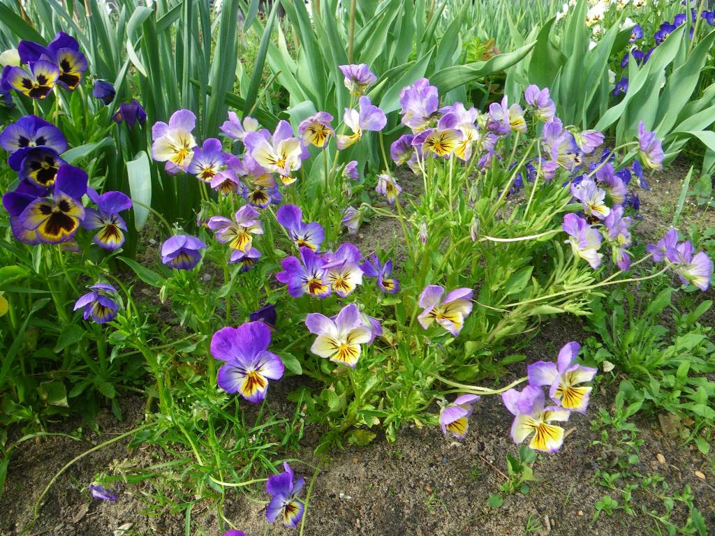 анютины глазки