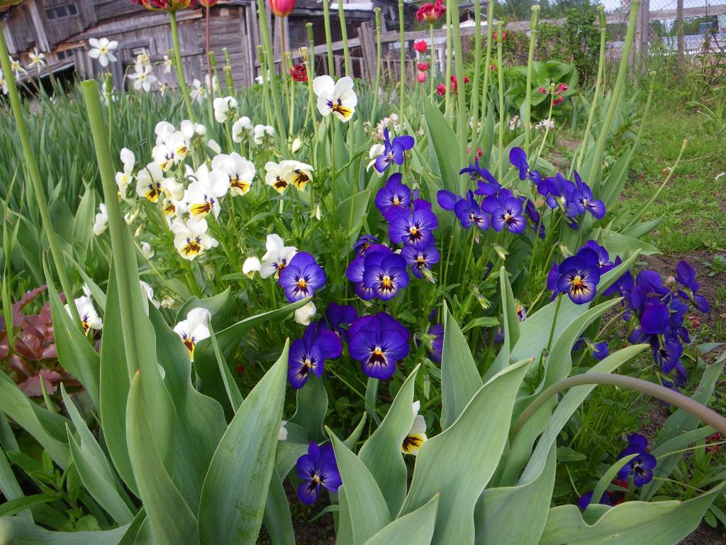 анютины глазки