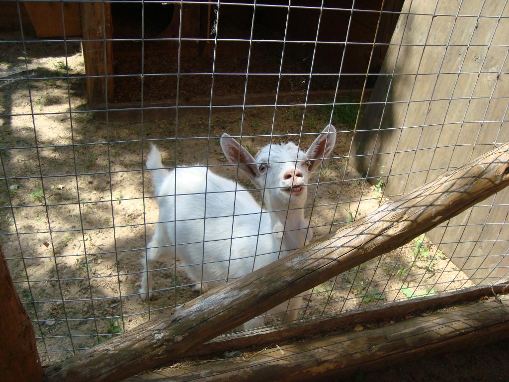 Яхонты 2010 июль