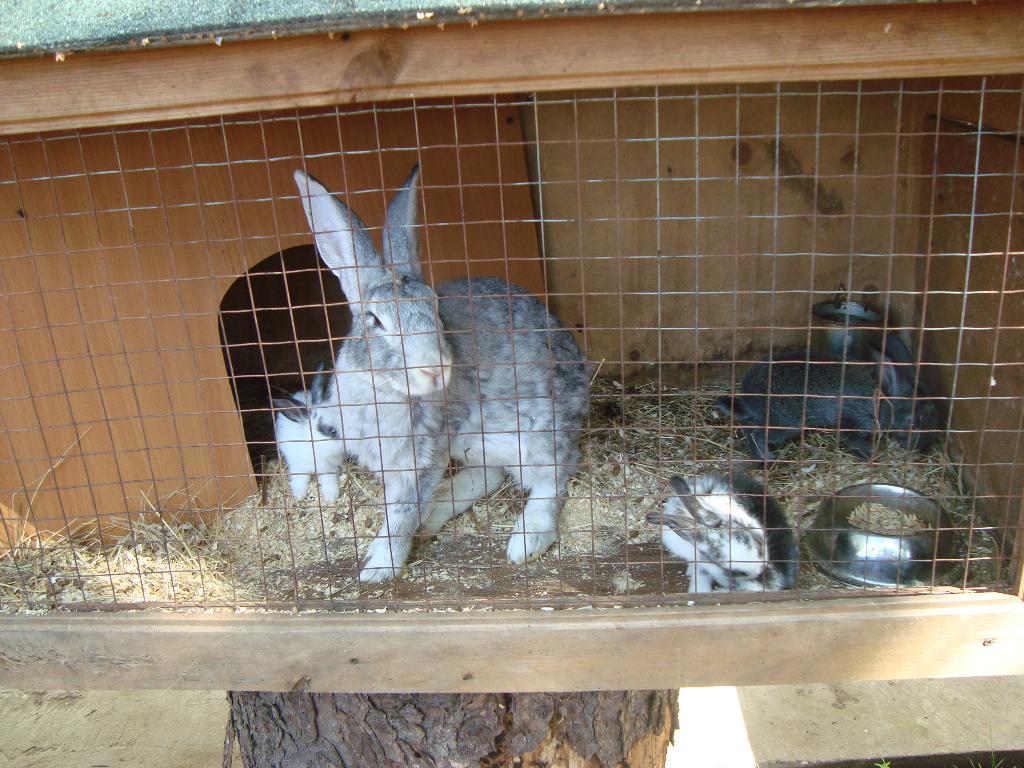 Яхонты 2010 июль