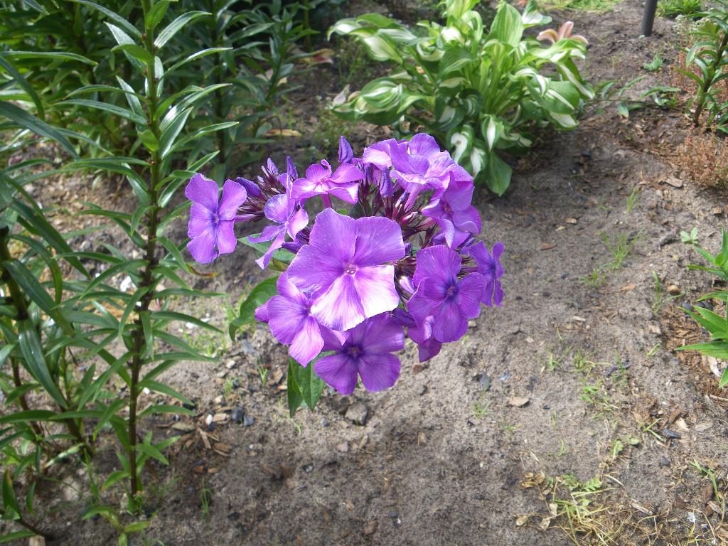 Blue Paradise. флоксы