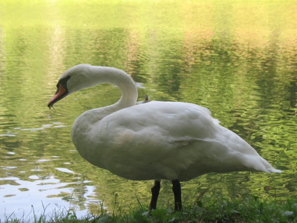 Царицынский лебедь. 