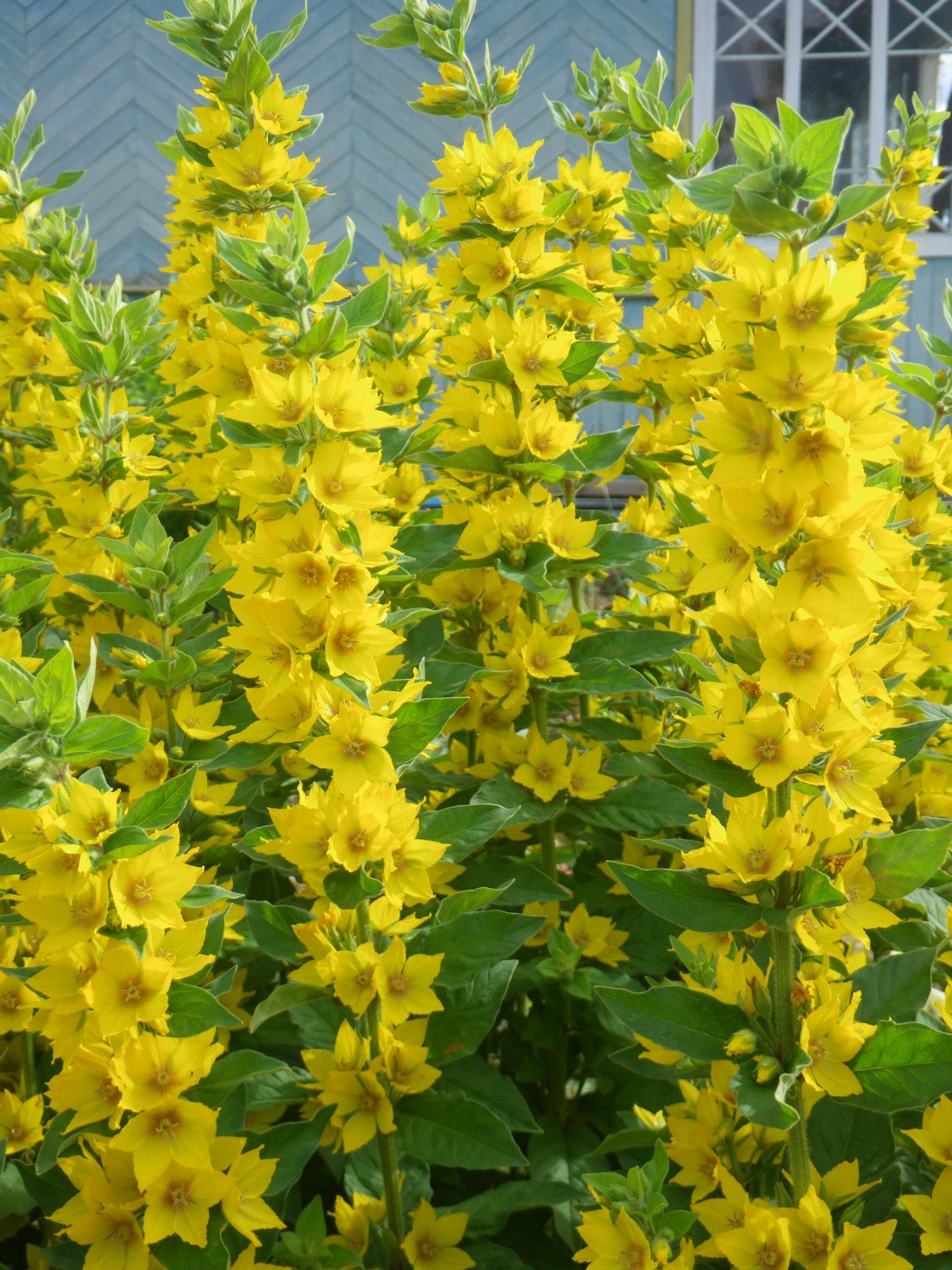 колокольчики