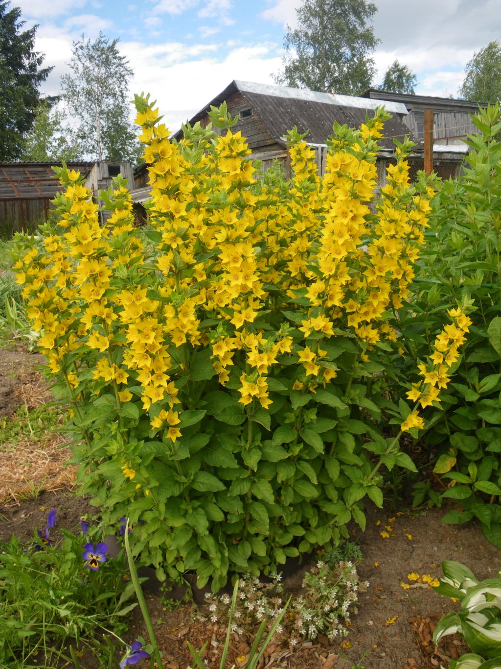 колокольчики