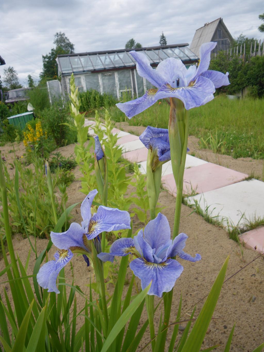 ирисы