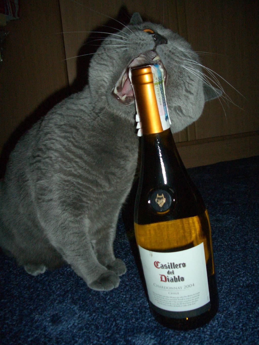 Прикольное шампанское. Кот и шампанское. Кошачье шампанское. Кот с бутылкой шампанского. Шампанское для кошек.