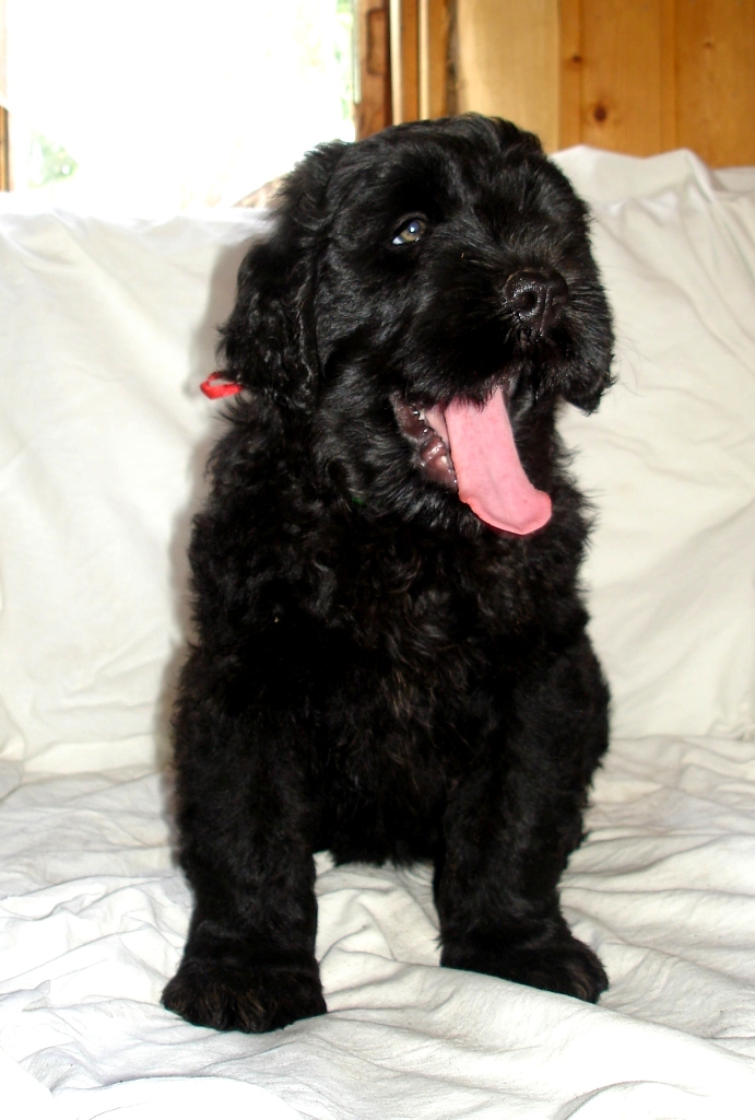 Красная девочка. Фото каждого щенка