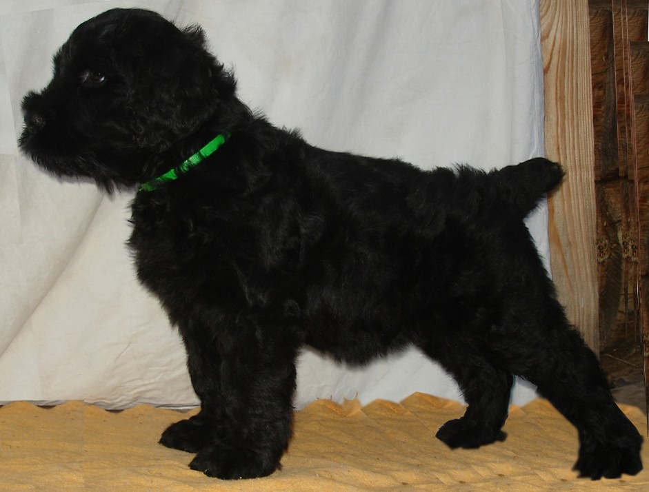 Синяя девочка - стойка. Фото каждого щенка