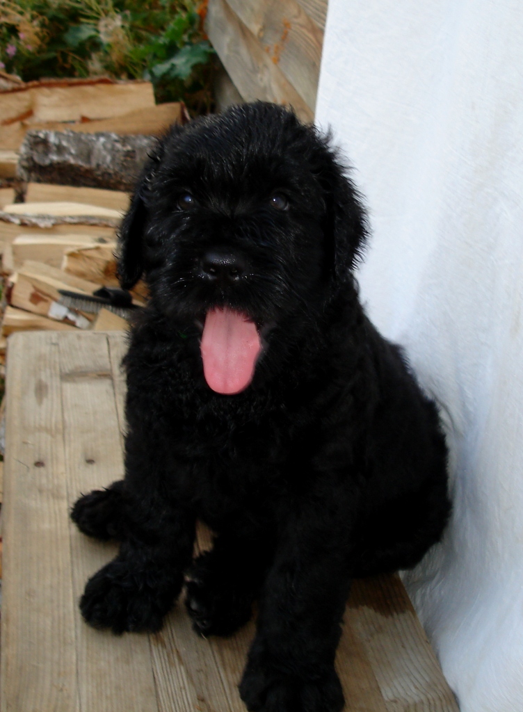 Оранжевая девочка. Фото каждого щенка