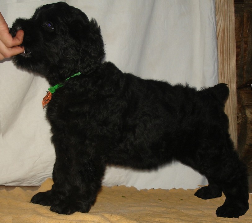 Оранжевая девочка - стойка. Фото каждого щенка