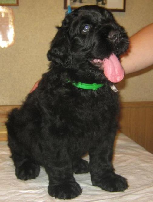 Серый мальчик. Фото каждого щенка