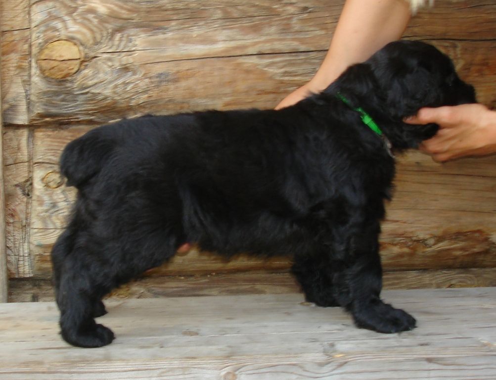 Серый мальчик - стойка. Фото каждого щенка