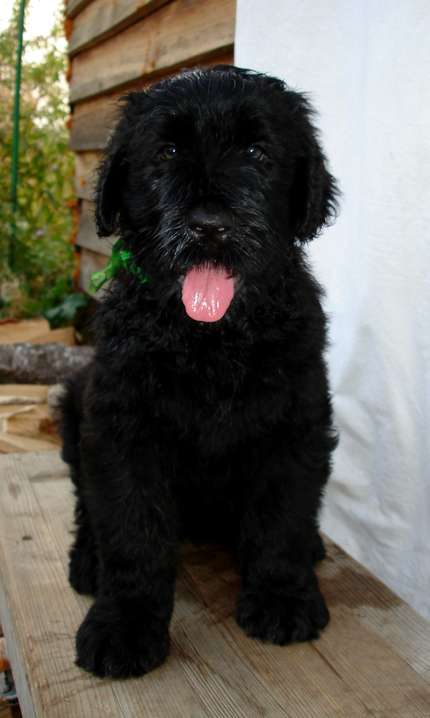 Зеленая девочка. Фото каждого щенка