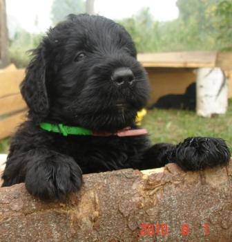 Щенкам 1 месяц