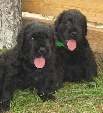 Щенкам 1 месяц