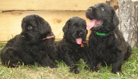 Щенкам 1 месяц