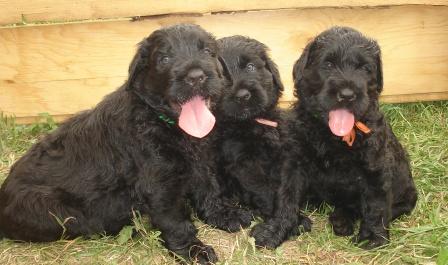 Щенкам 1 месяц