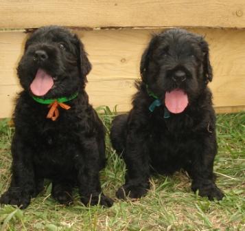 Щенкам 1 месяц