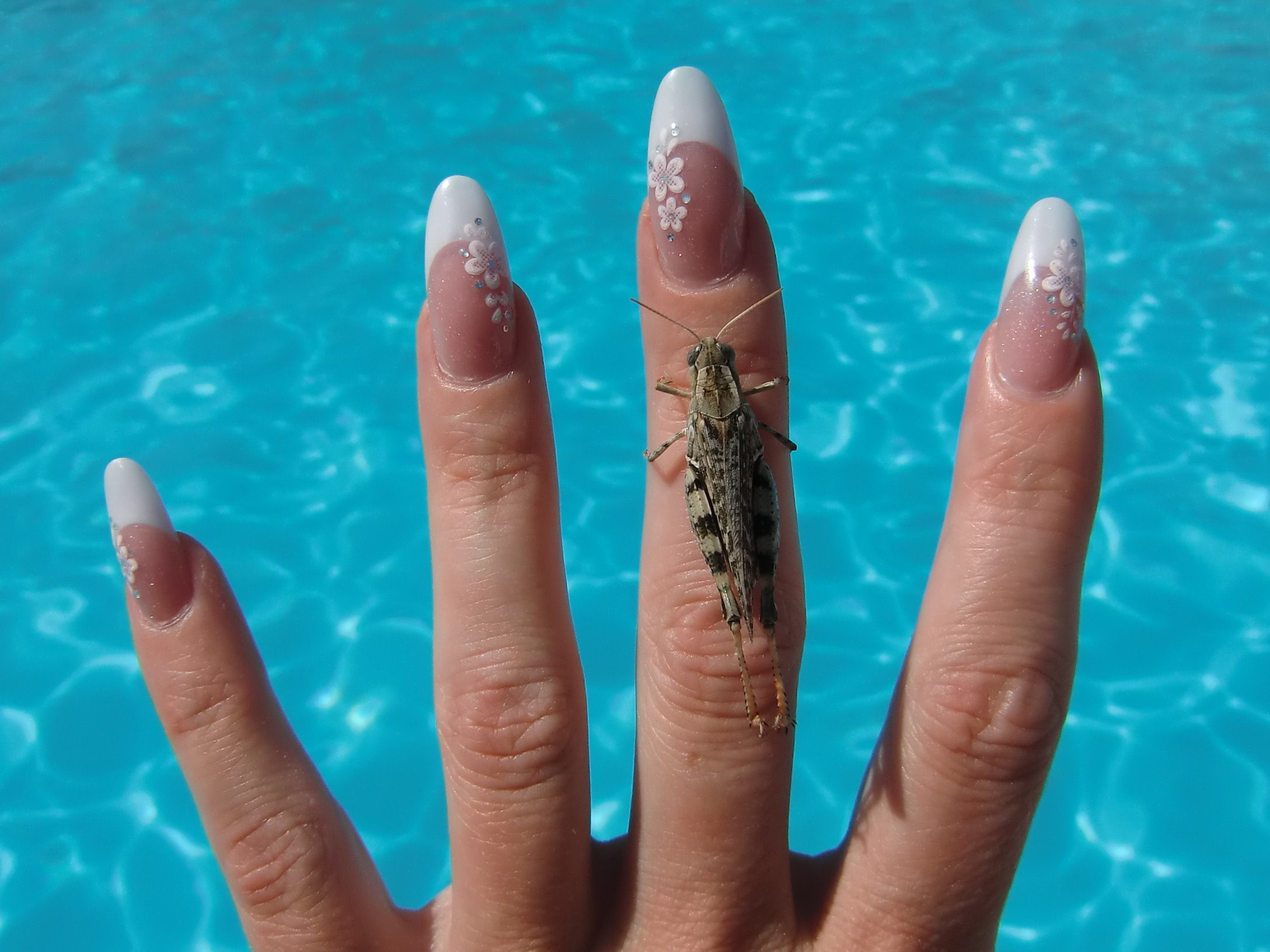 Ручной кузнечик. 