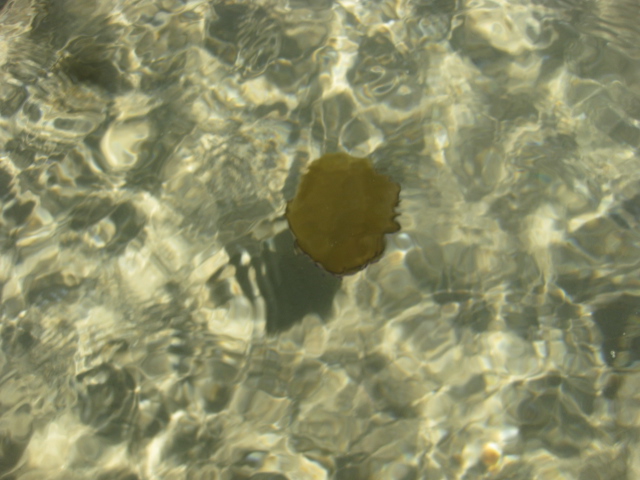 медуза. Коллаж из путешествий