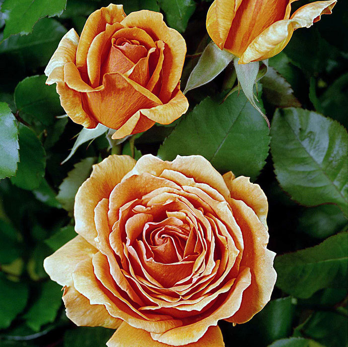 Роза Ашрам. 