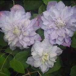 Клематис Veronika Choice. Цветы