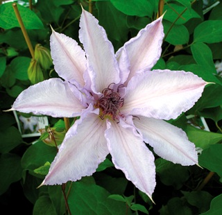 Клематис Идеал. Цветы