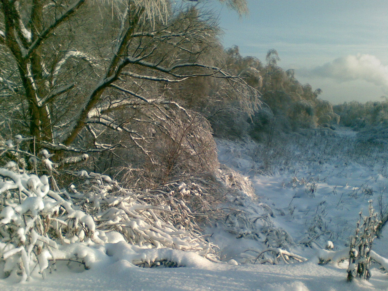 Снег. Январь 2011