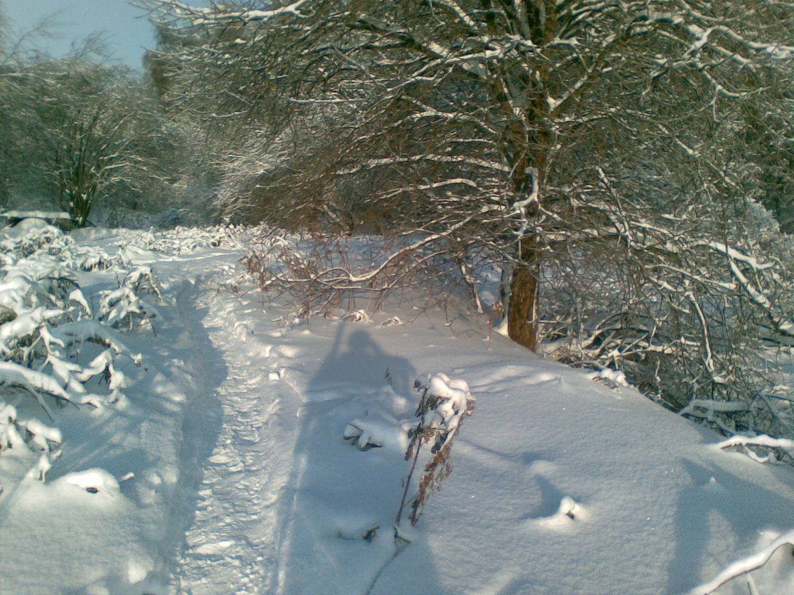 Лыжи. Январь 2011