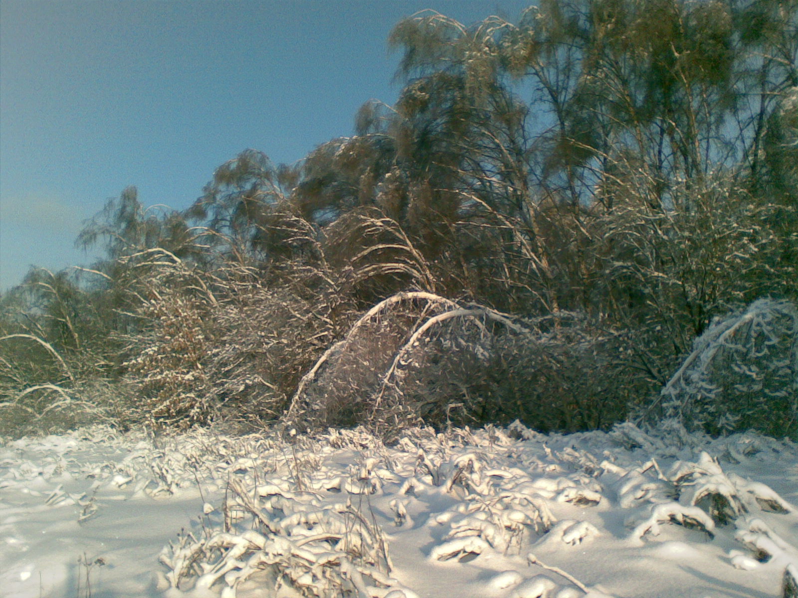 Солнце. Январь 2011