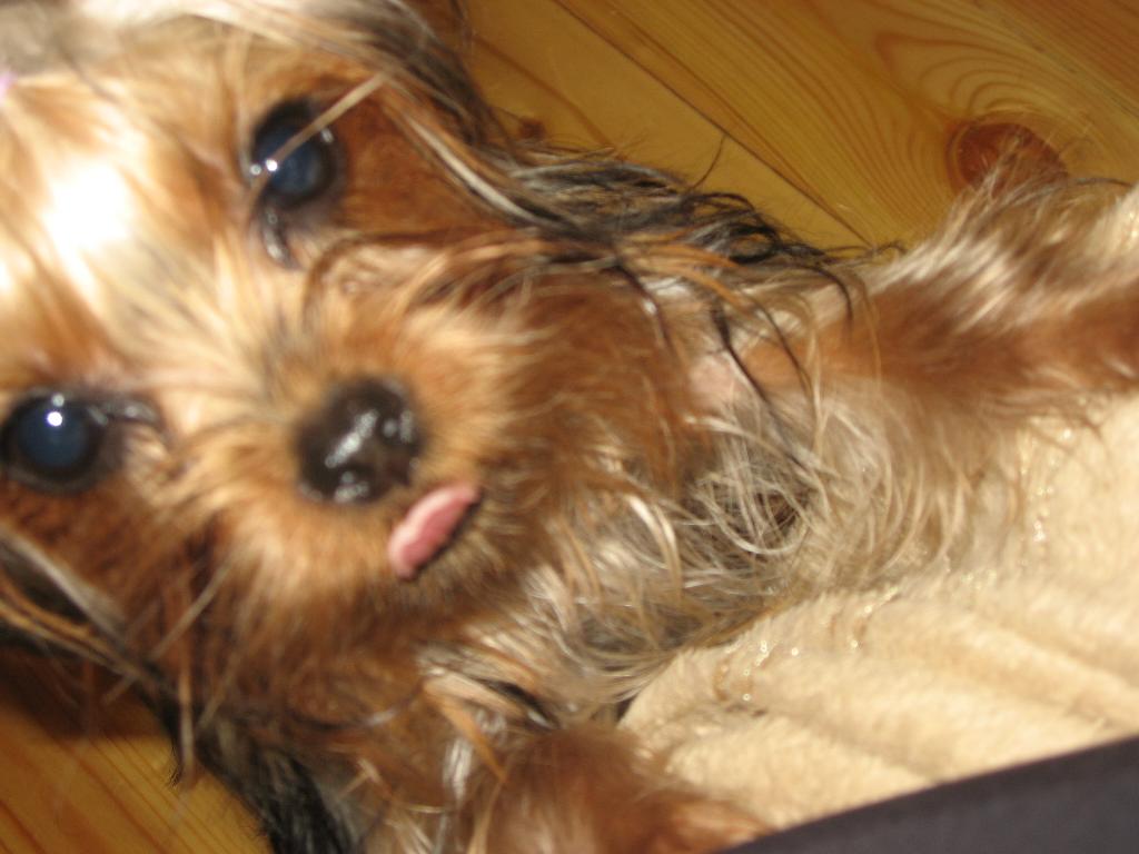 Микроб Фрося