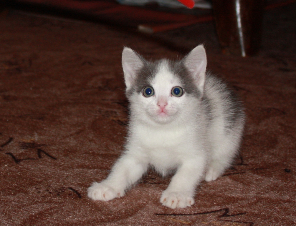 Наши котята! 