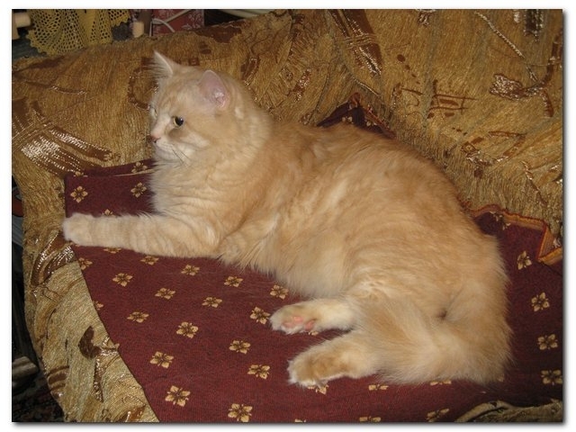 Мое рыжее солнышко. 