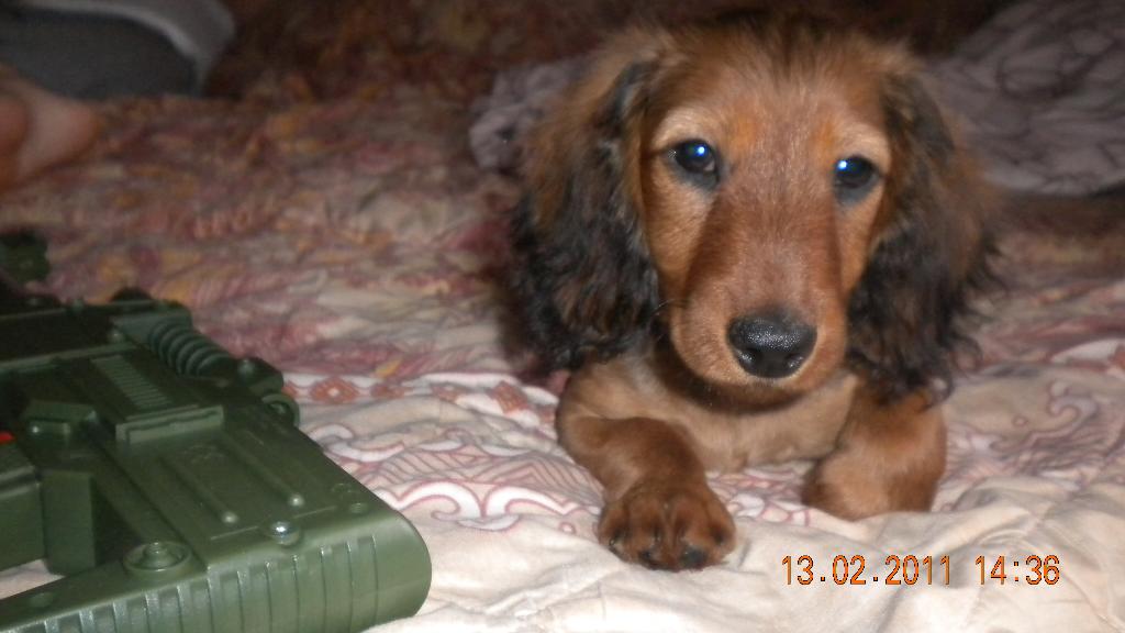 Чикуня (какой стал сейчас). 