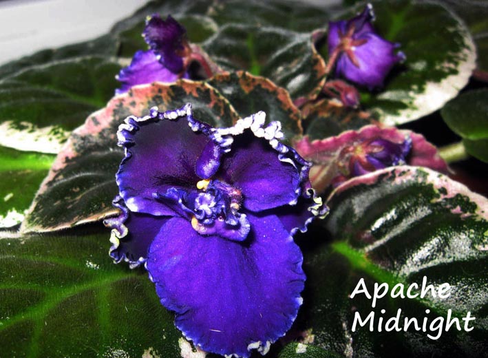 Apache  Midnight. Растения комнатные